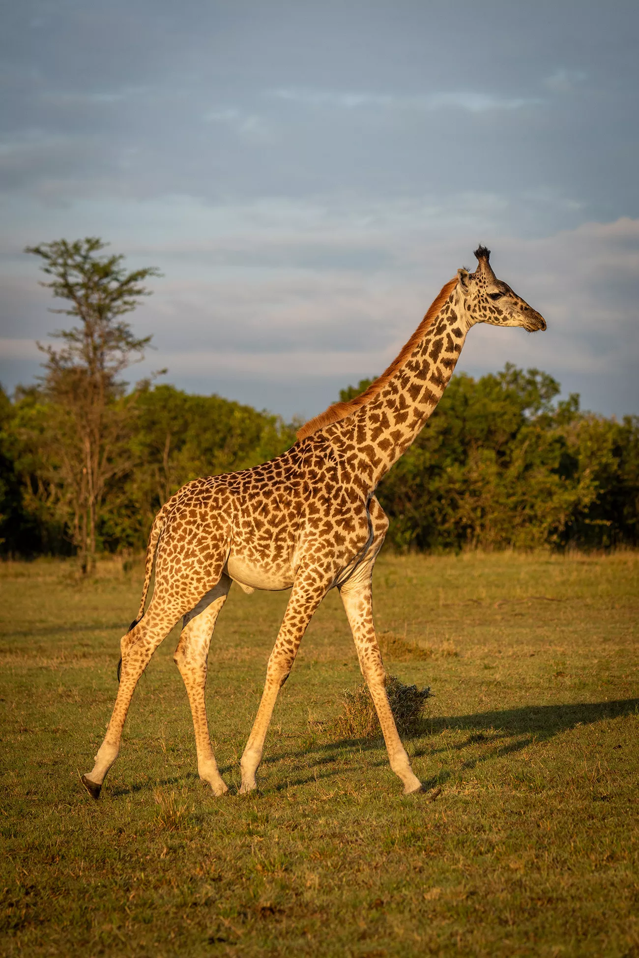 Girafa no Safari Luxury no Cottar’s 1920s Camp